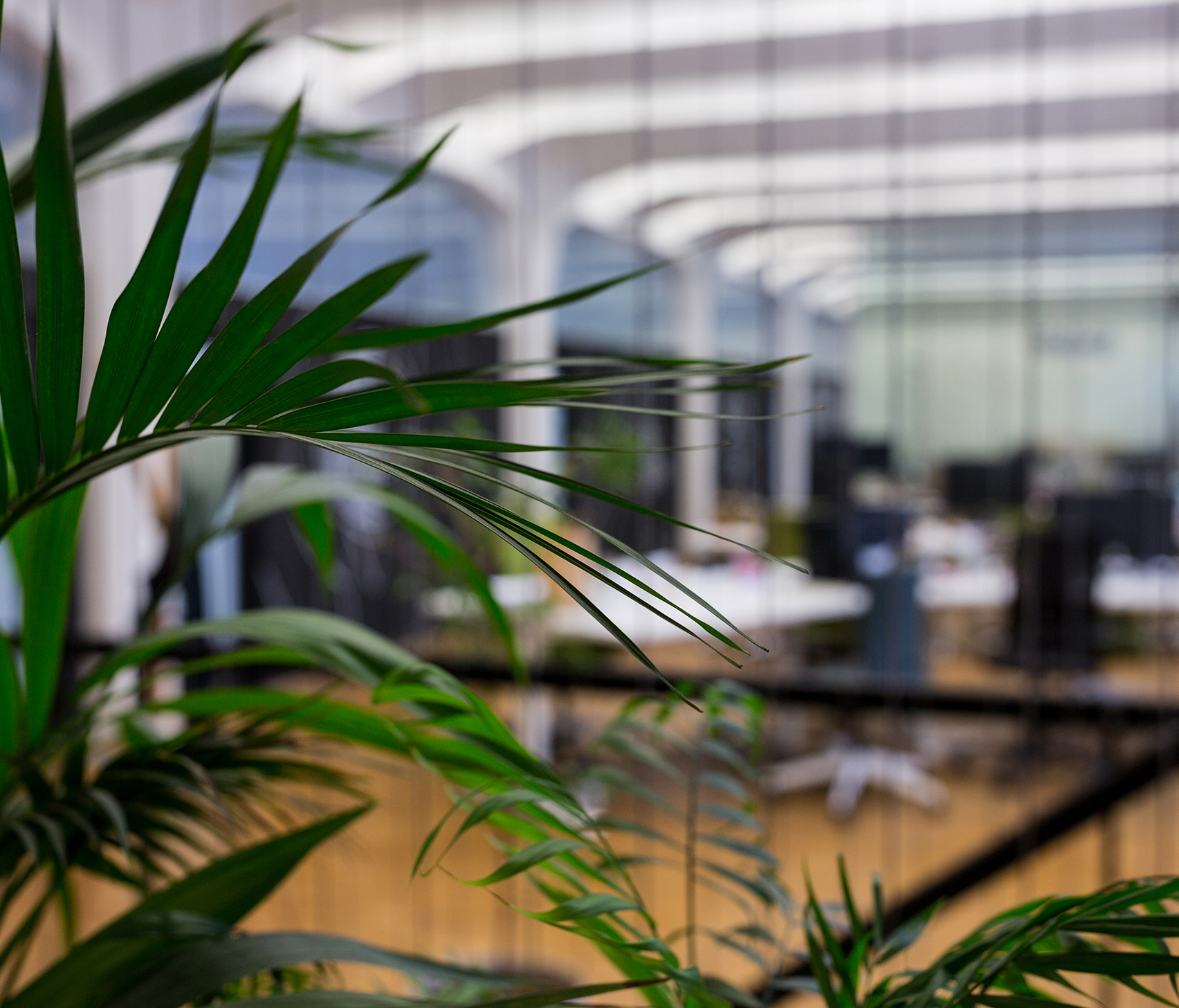 Close-up of pot plants in office